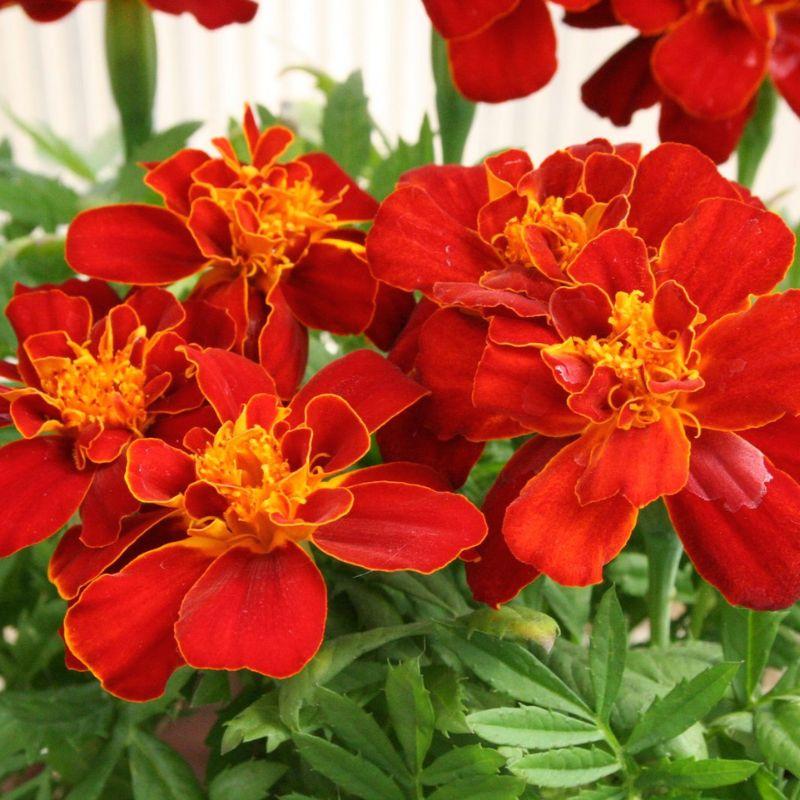 Marigold Durango Red - View 14 from www redcrocus com