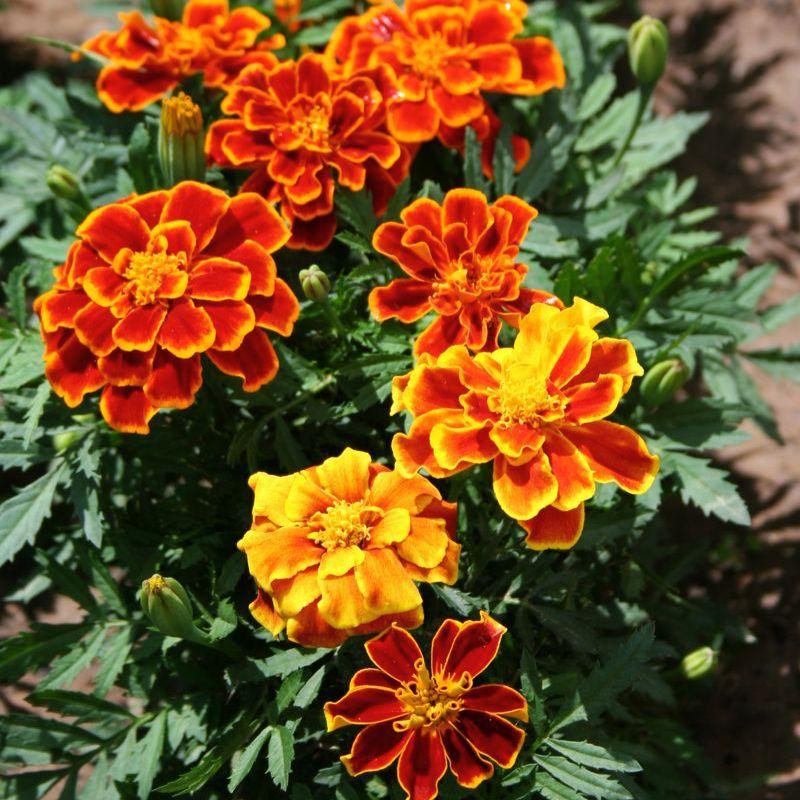Marigold Durango Red - View 15 from www redcrocus com
