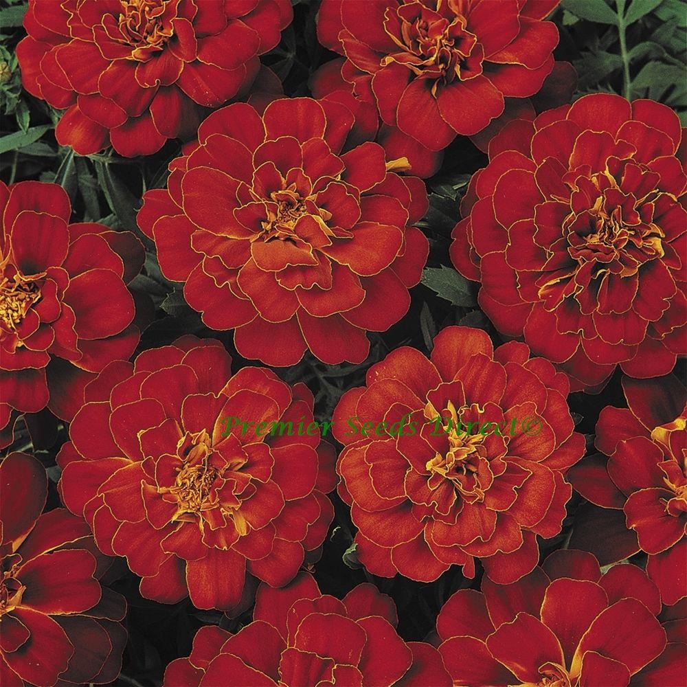 Marigold Durango Red - View 17 from www redcrocus com