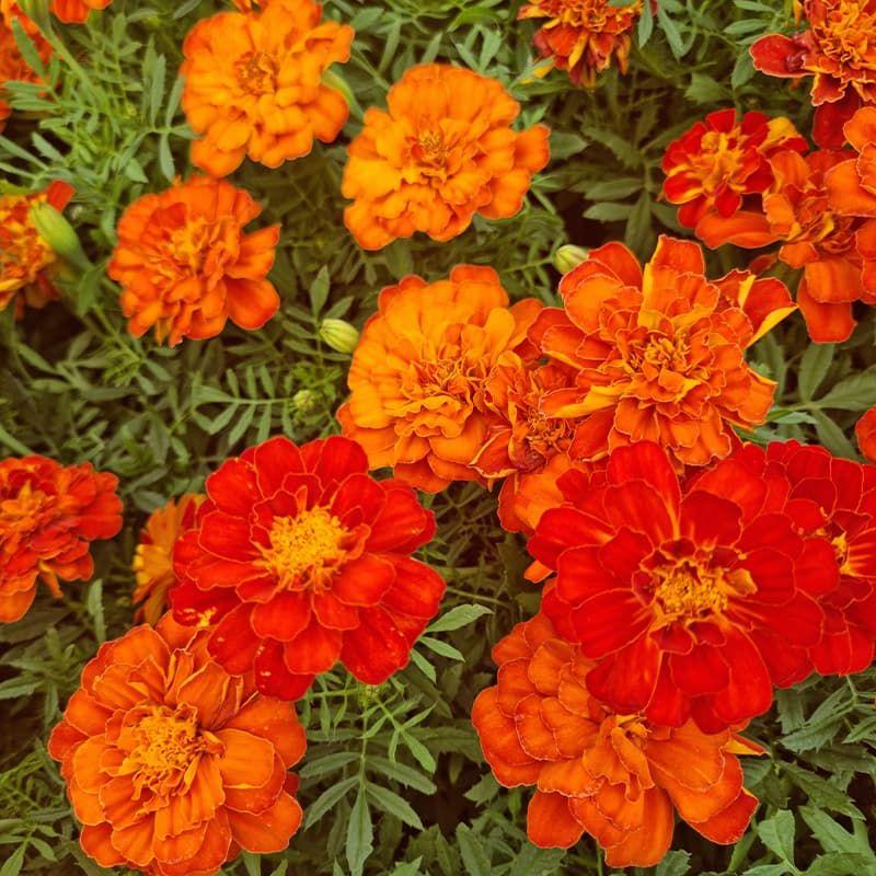 Marigold Durango Red - View 18 from www redcrocus com