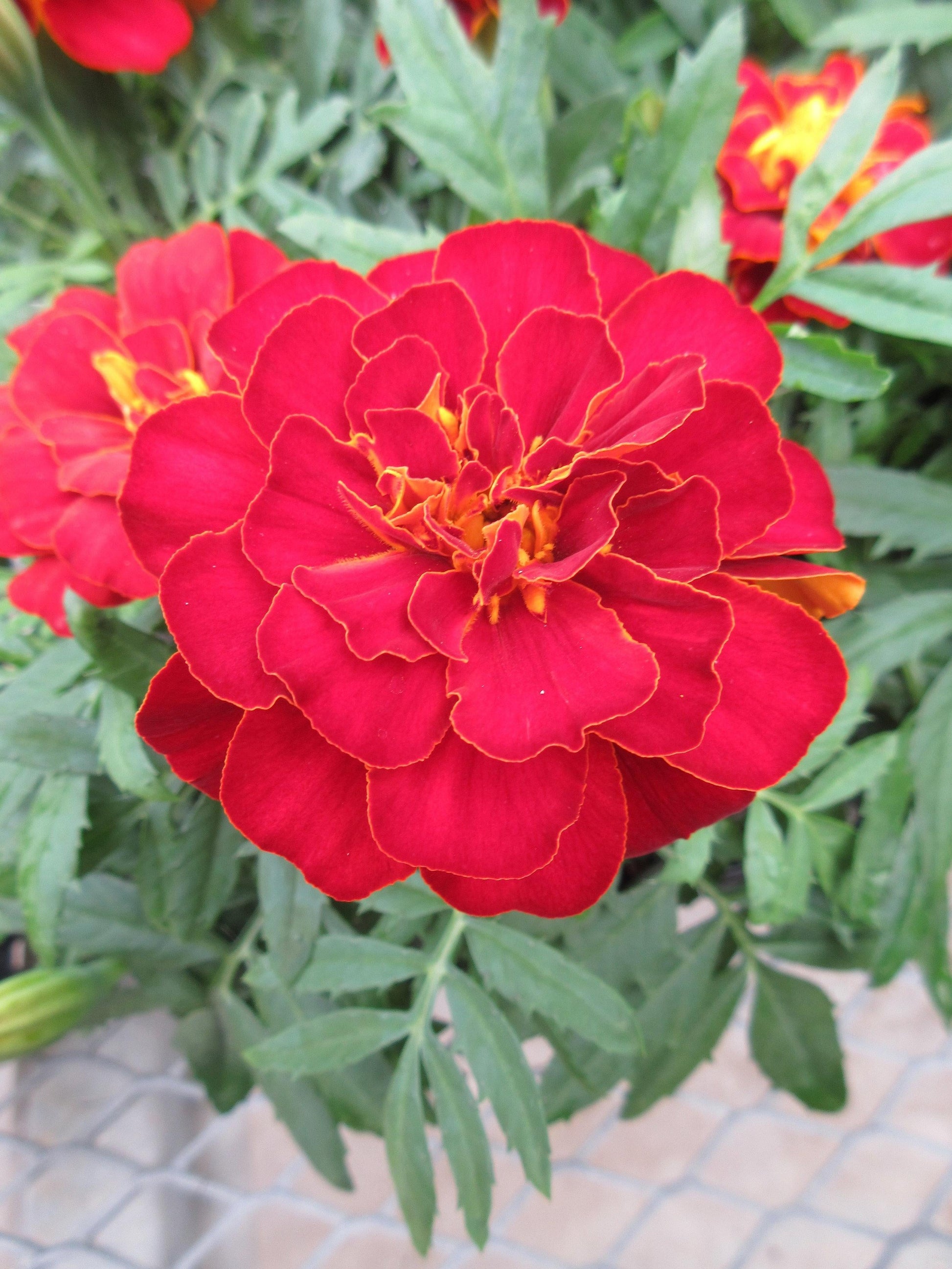 Marigold Durango Red - View 19 from www redcrocus com