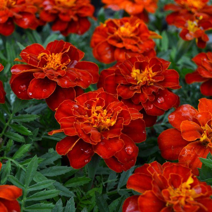 Marigold Durango Red - View 3 from www redcrocus com