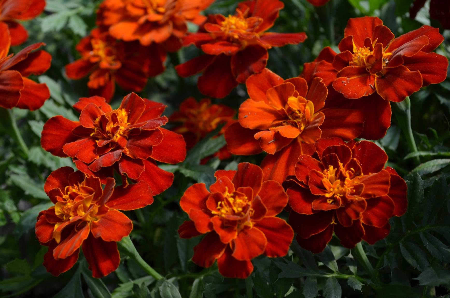 Marigold Durango Red - View 4 from www redcrocus com