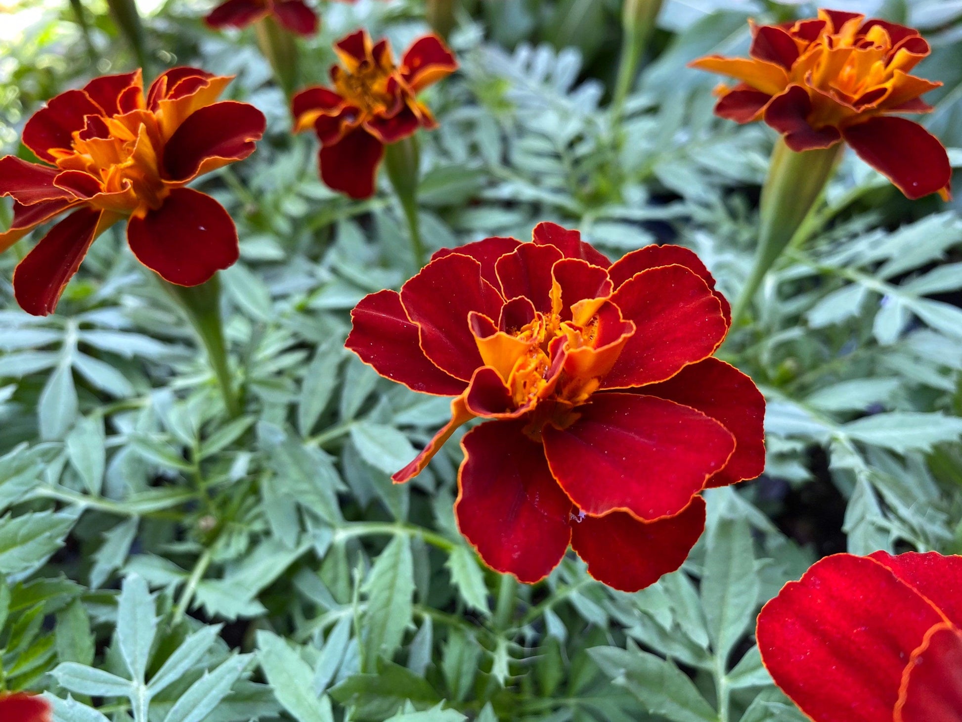 Marigold Durango Red - View 5 from www redcrocus com