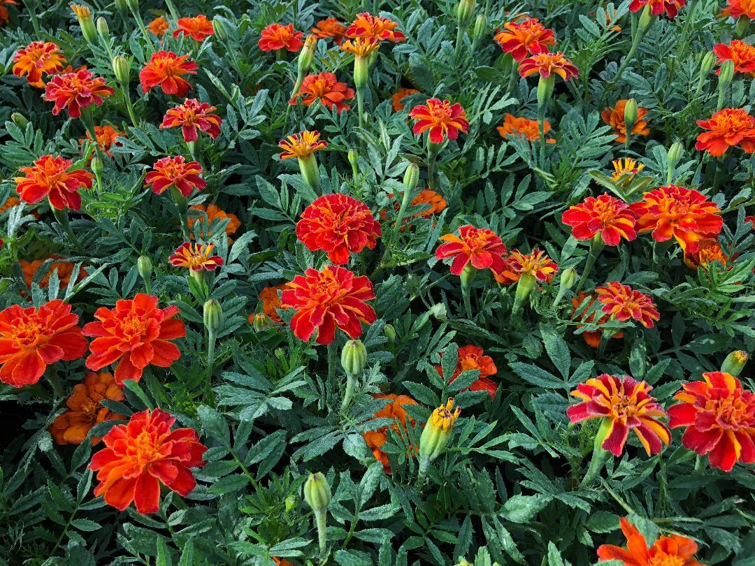 Marigold Durango Red - View 6 from www redcrocus com