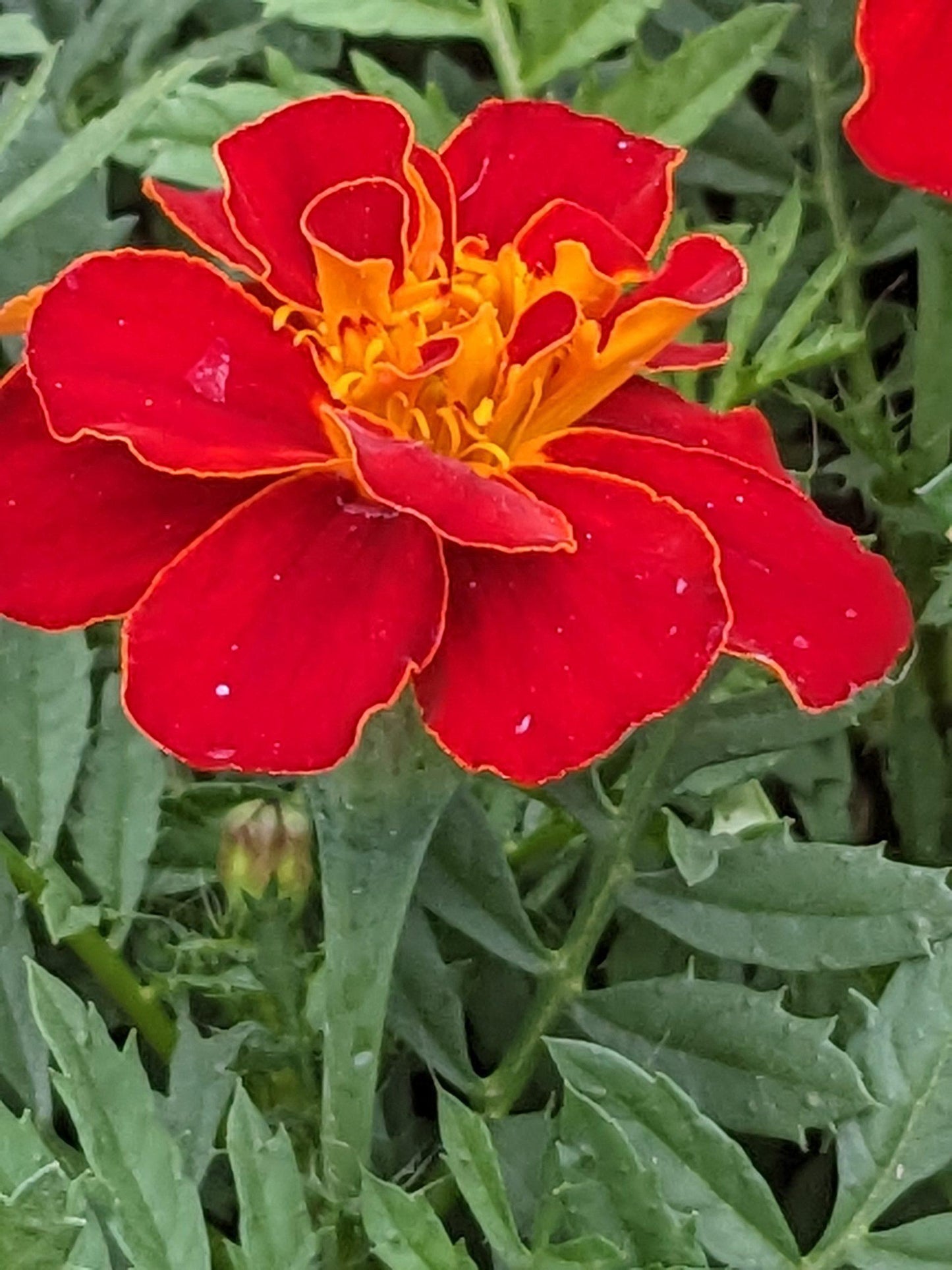 Marigold Durango Red - View 7 from www redcrocus com