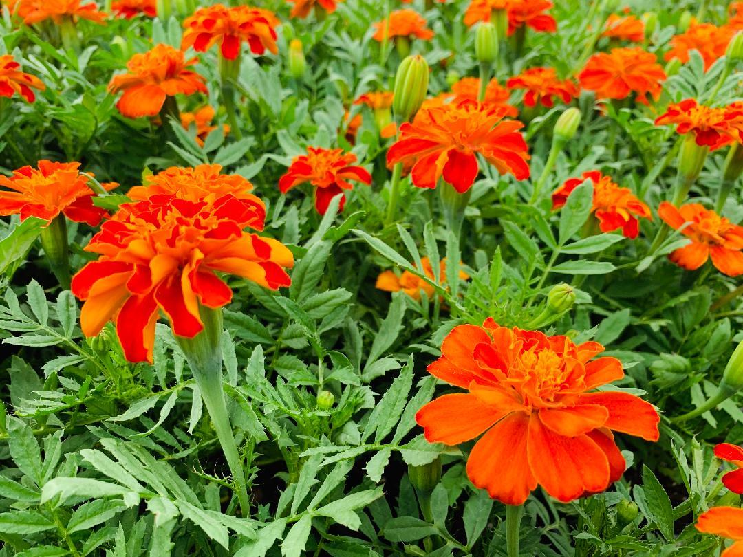 Marigold Durango Red - View 8 from www redcrocus com