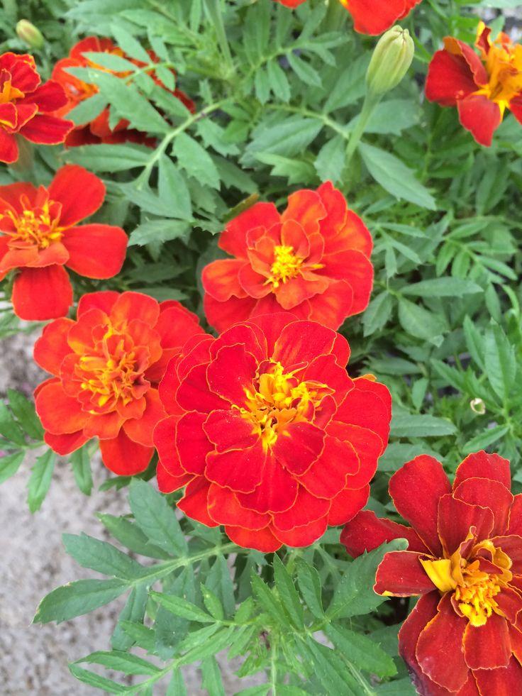 Marigold Durango Red - View 9 from www redcrocus com