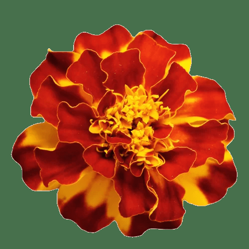 Marigold Durango Outback Mix - View 10 from www redcrocus com