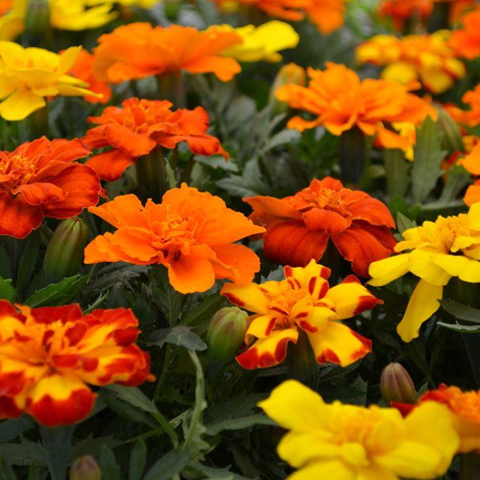 Marigold Durango Outback Mix - View 10 from www redcrocus com