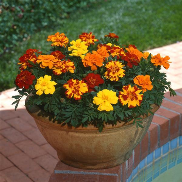 Marigold Durango Outback Mix - View 11 from www redcrocus com