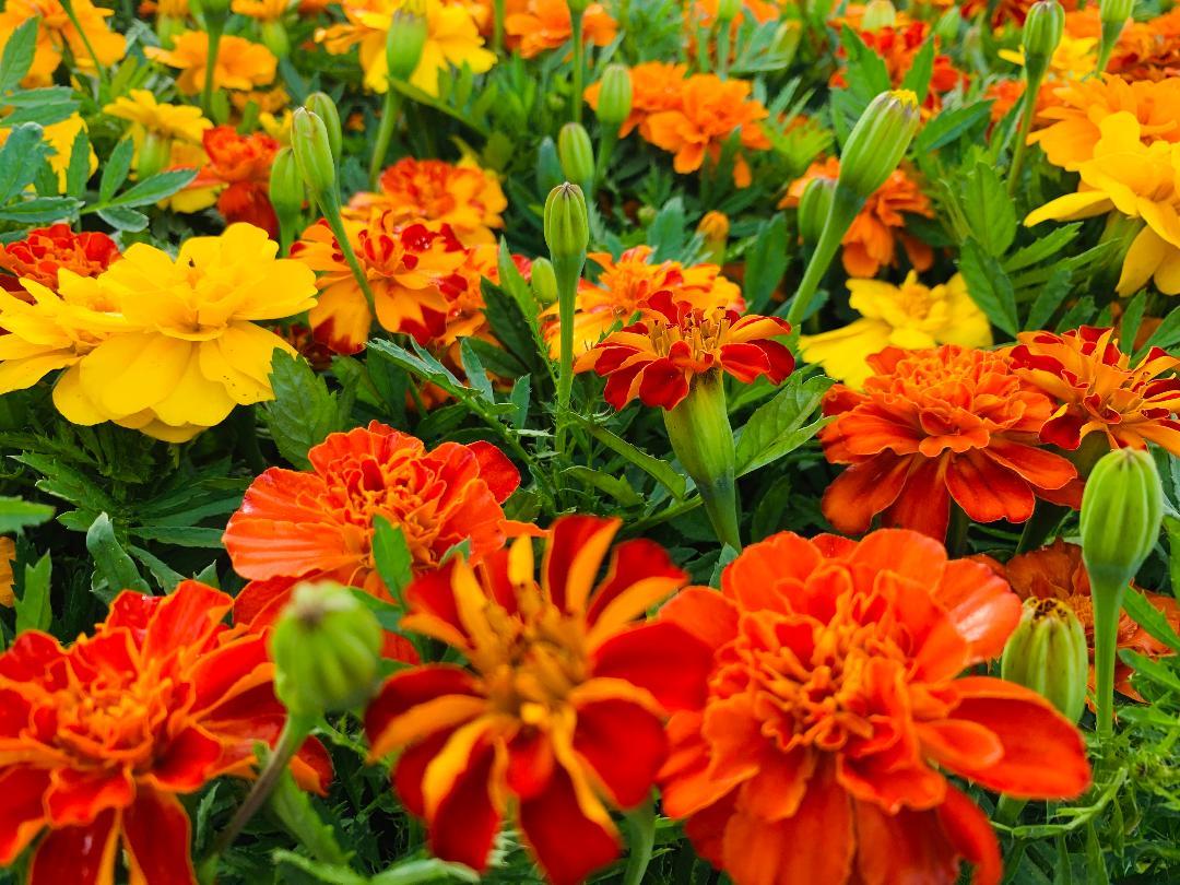 Marigold Durango Outback Mix - View 14 from www redcrocus com