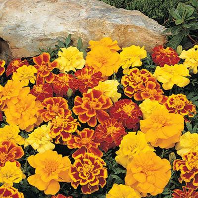 Marigold Durango Outback Mix - View 15 from www redcrocus com