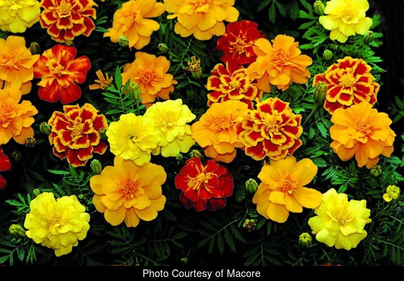 Marigold Durango Outback Mix - View 16 from www redcrocus com