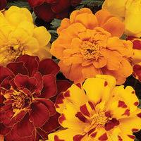 Marigold Durango Outback Mix - View 17 from www redcrocus com