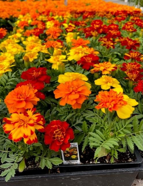 Marigold Durango Outback Mix - View 1 from www redcrocus com