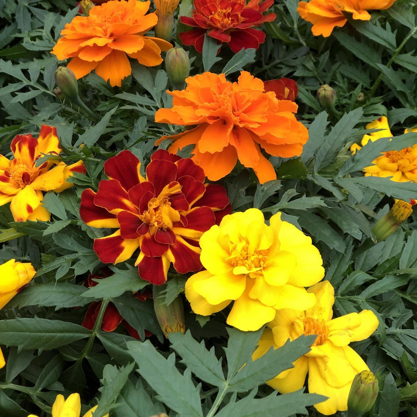 Marigold Durango Outback Mix - View 2 from www redcrocus com