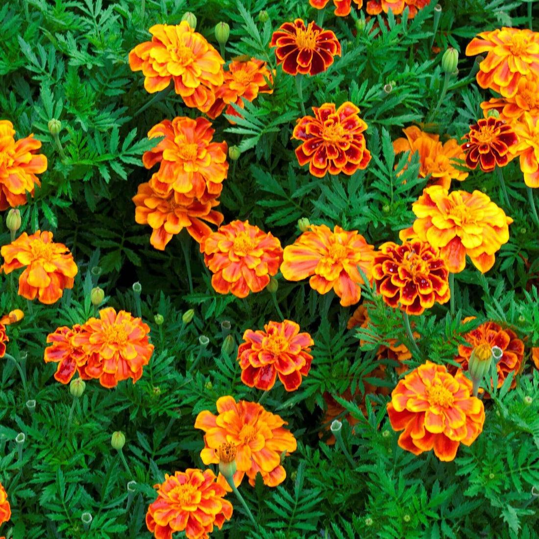 Marigold Durango Outback Mix - View 3 from www redcrocus com