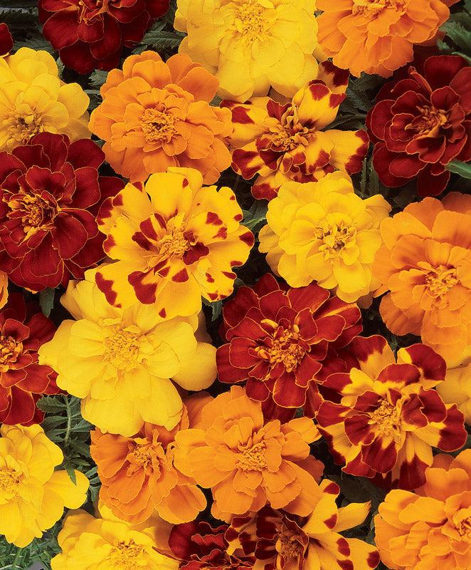 Marigold Durango Outback Mix - View 4 from www redcrocus com