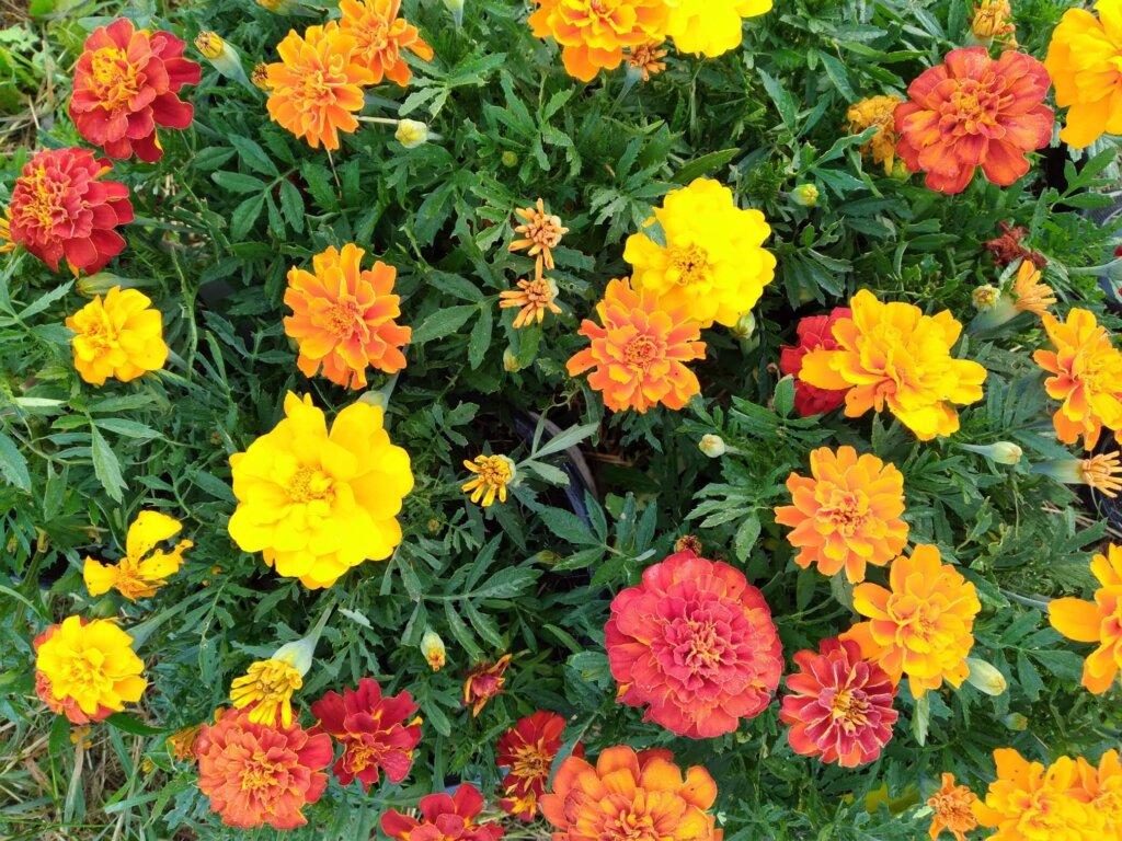 Marigold Durango Outback Mix - View 6 from www redcrocus com