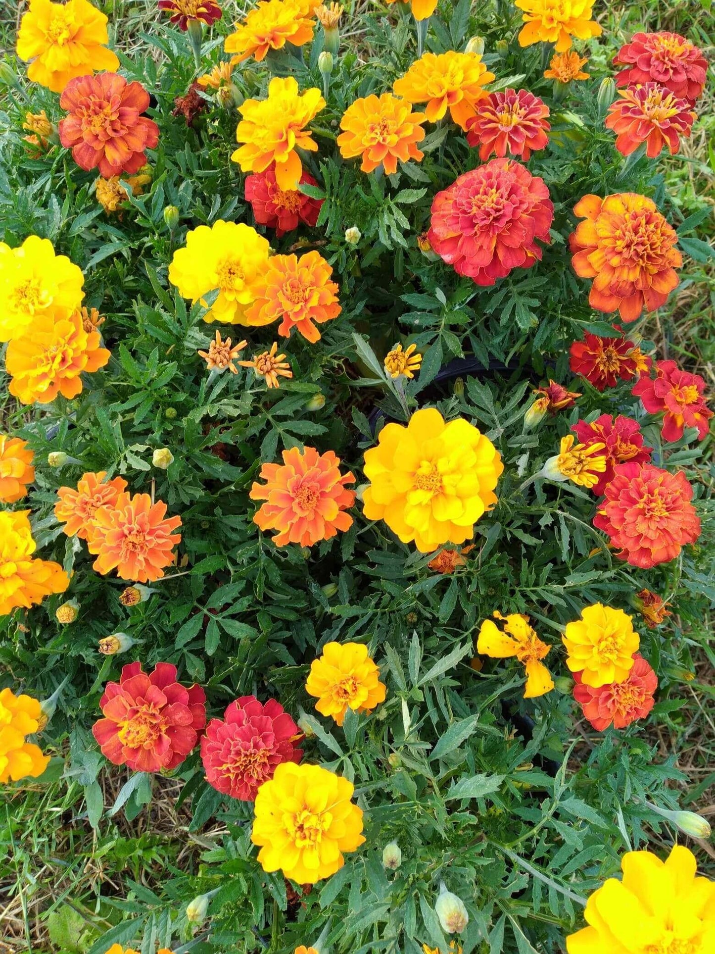 Marigold Durango Outback Mix - View 7 from www redcrocus com