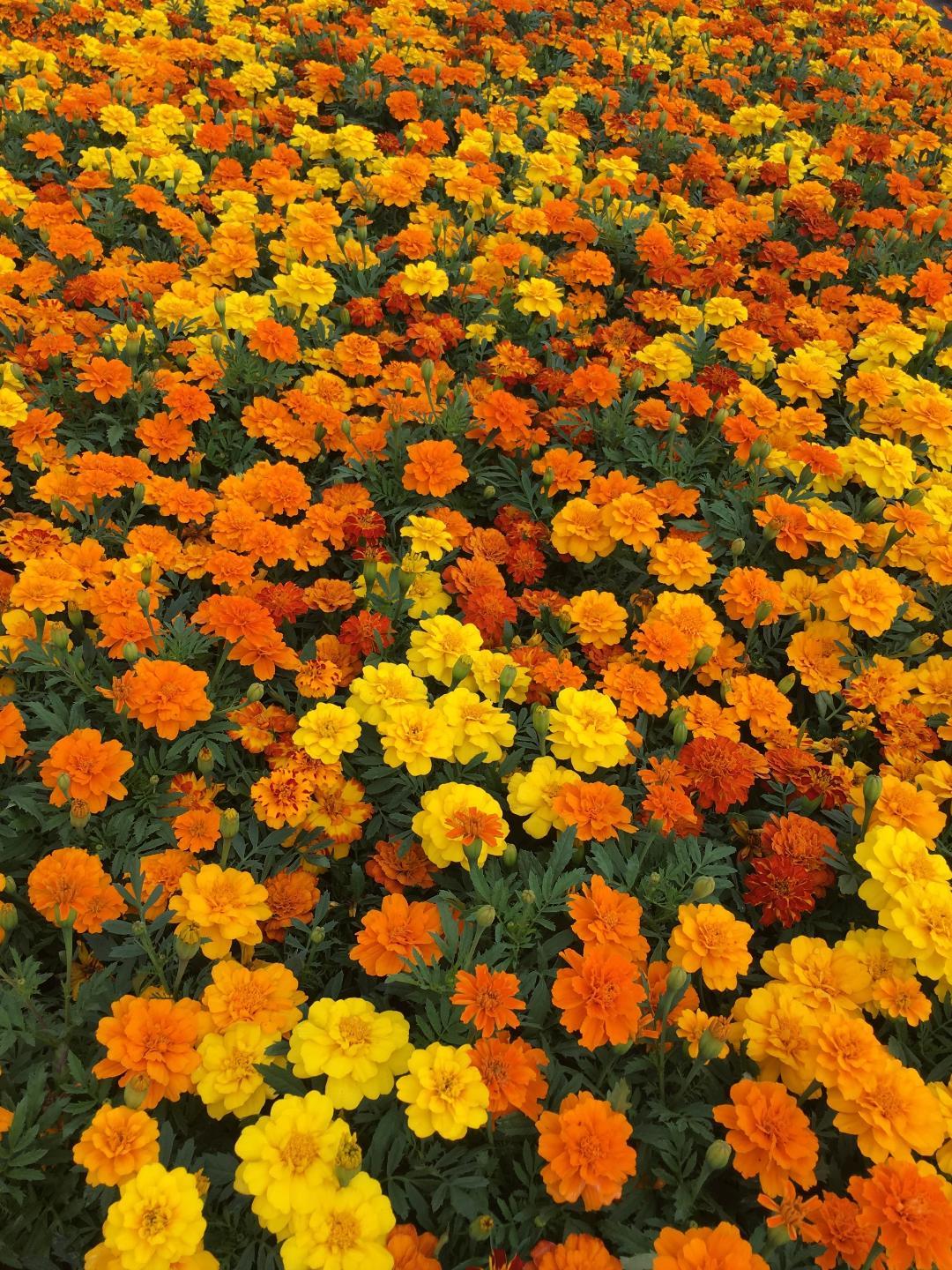 Marigold Durango Outback Mix - View 8 from www redcrocus com