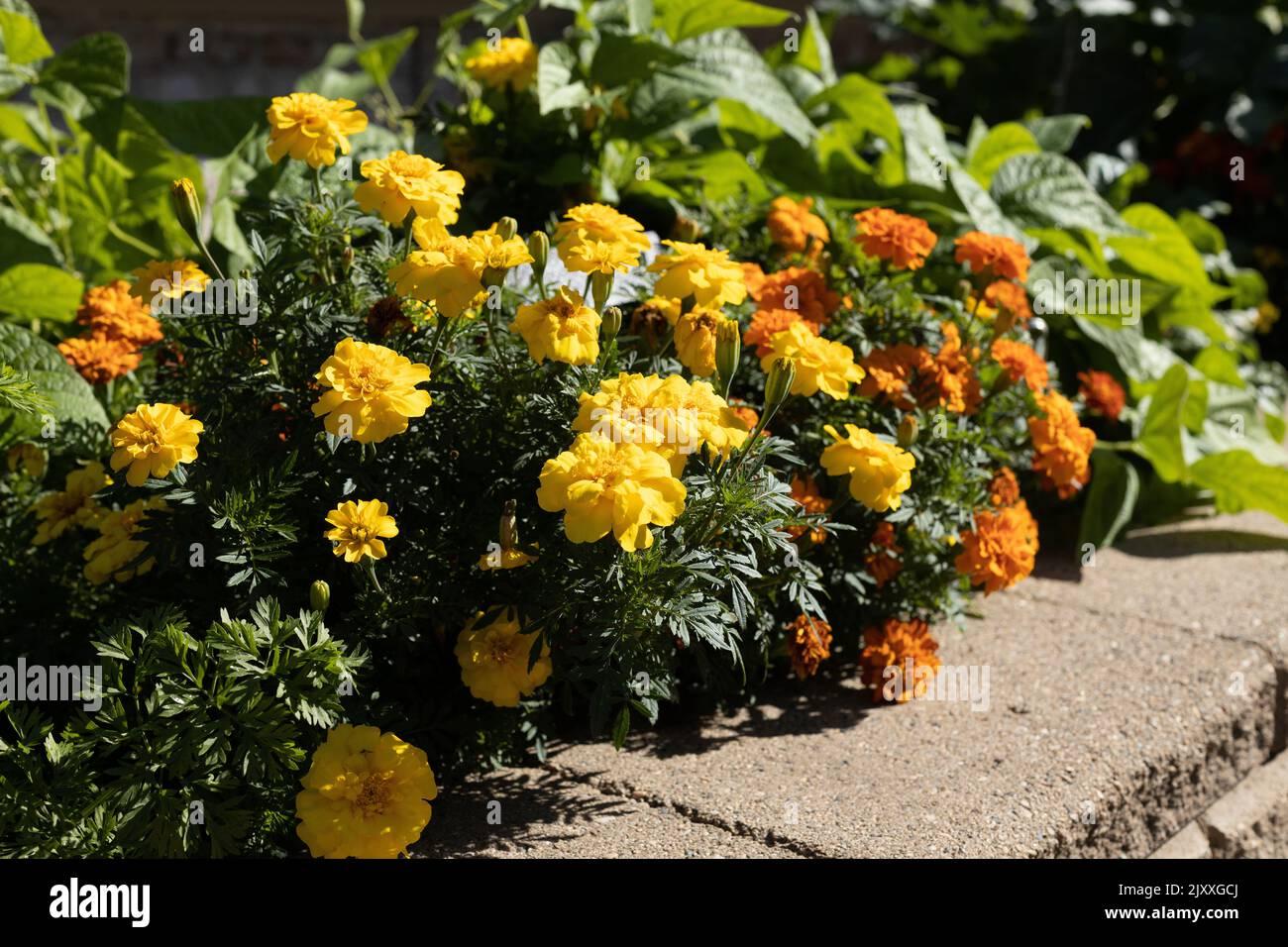 Marigold Durango Outback Mix - View 9 from www redcrocus com