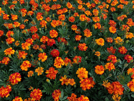 Marigold Durango Bolero - View 1 from www redcrocus com