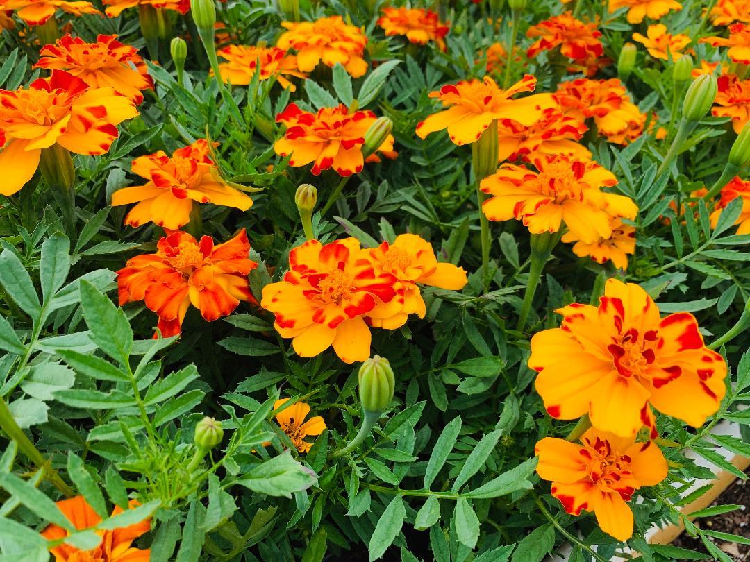 Marigold Durango Bolero - View 2 from www redcrocus com