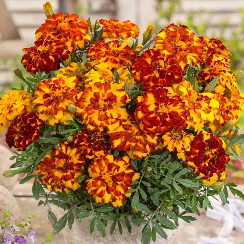 Marigold Durango Bolero - View 8 from www redcrocus com