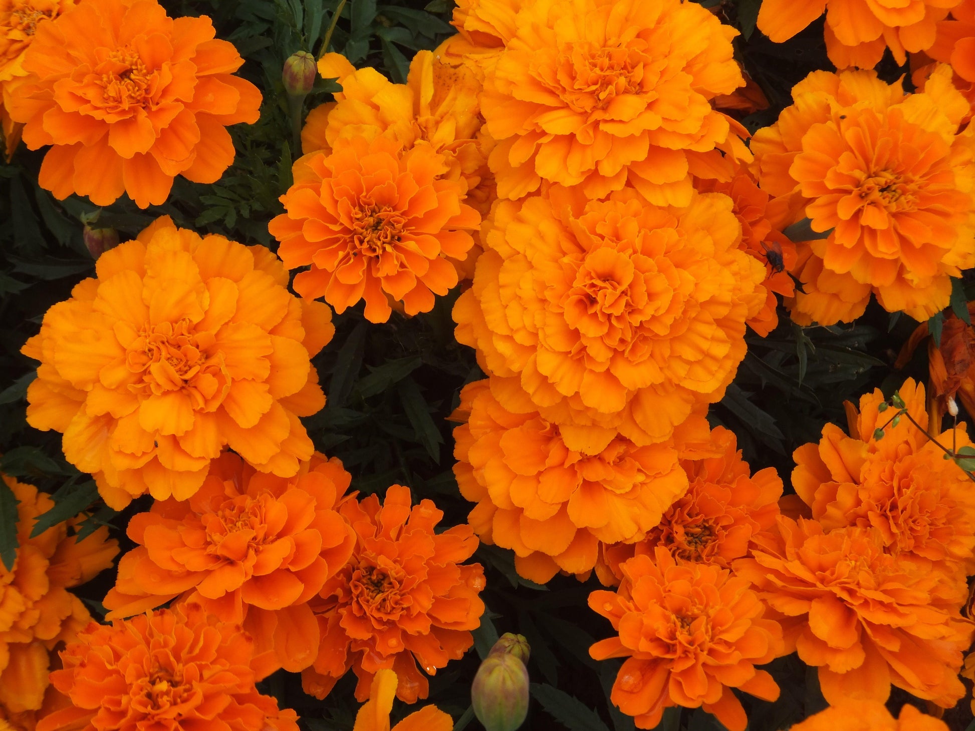 Marigold Durango Tangerine - View 11 from www redcrocus com