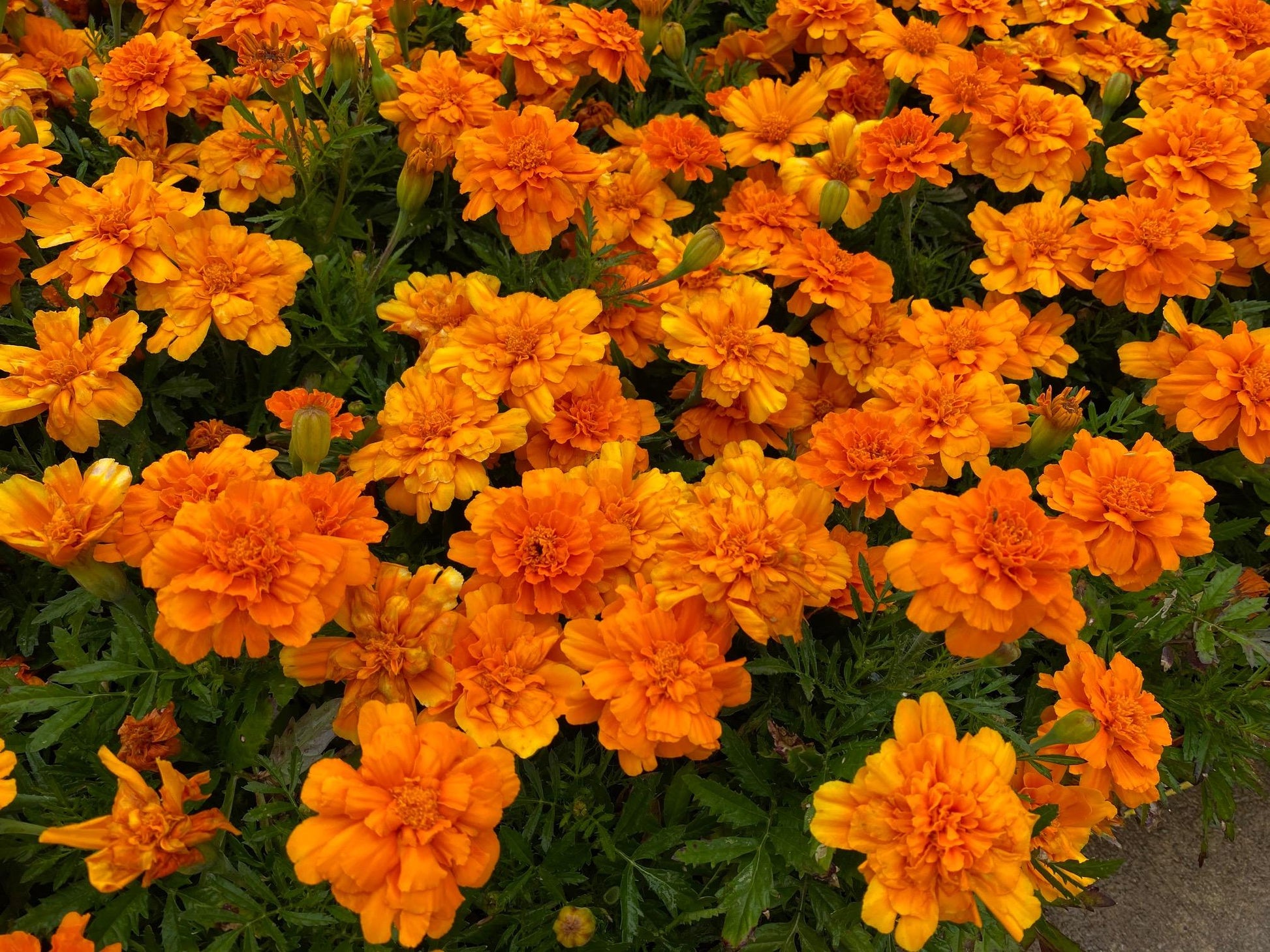 Marigold Durango Tangerine - View 14 from www redcrocus com