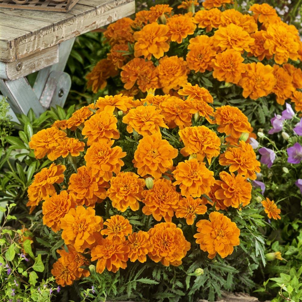 Marigold Durango Tangerine - View 1 from www redcrocus com