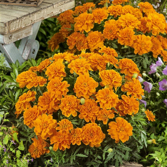 Marigold Durango Tangerine - View 1 from www redcrocus com