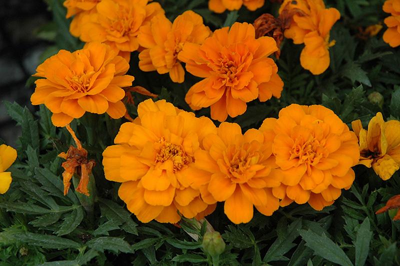 Marigold Durango Tangerine - View 2 from www redcrocus com