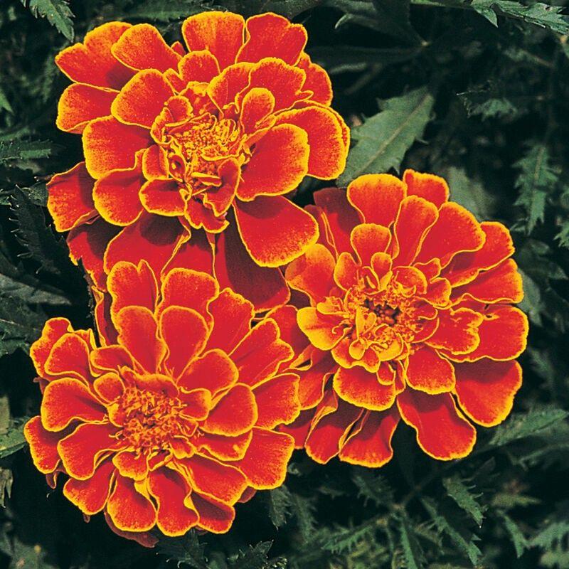 Marigold Durango Tangerine - View 7 from www redcrocus com
