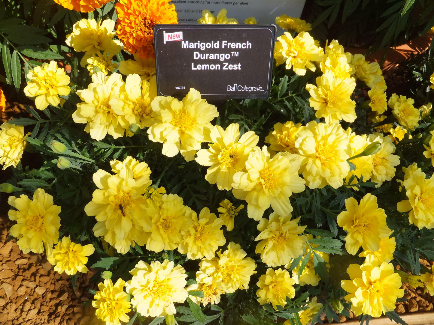 Marigold Durango Yellow - View 12 from www redcrocus com