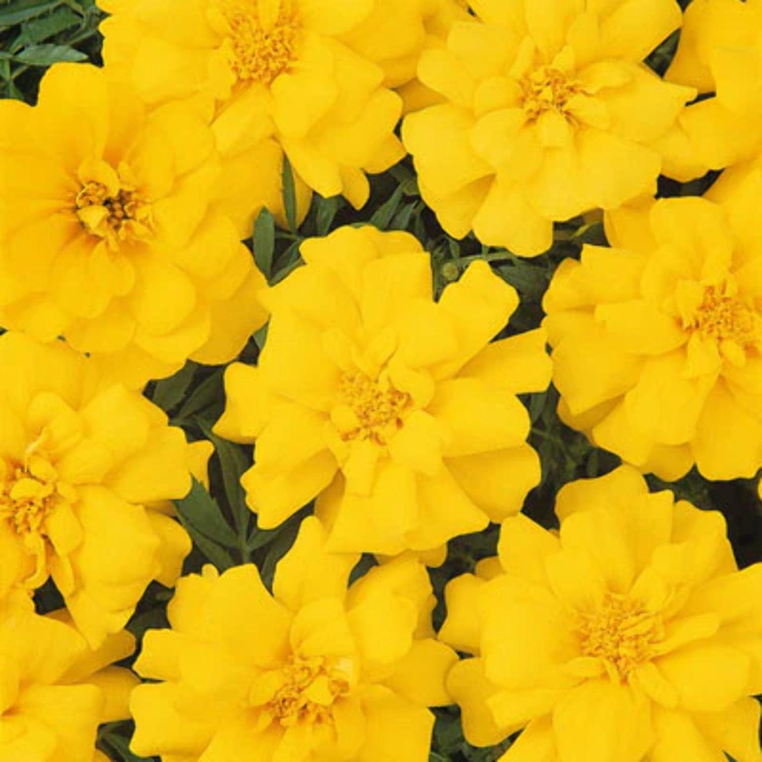 Marigold Durango Yellow - View 14 from www redcrocus com