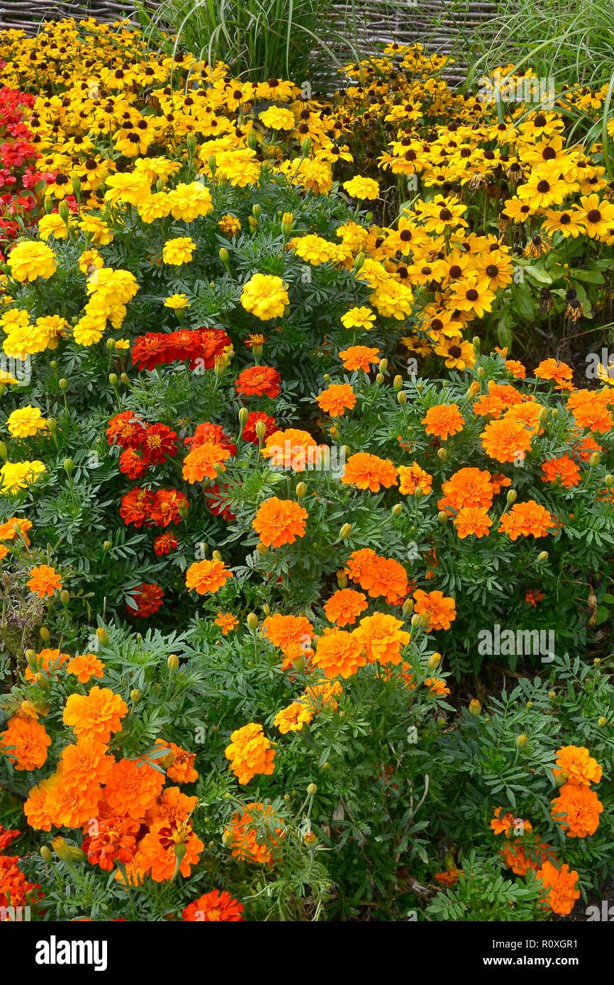 Marigold Durango Yellow - View 15 from www redcrocus com