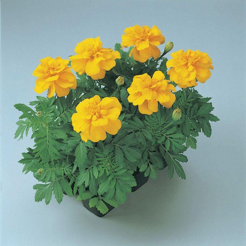 Marigold Durango Yellow - View 18 from www redcrocus com