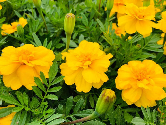 Marigold Durango Yellow - View 1 from www redcrocus com