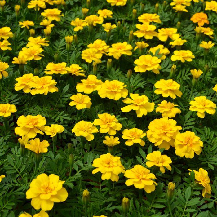 Marigold Durango Yellow - View 2 from www redcrocus com