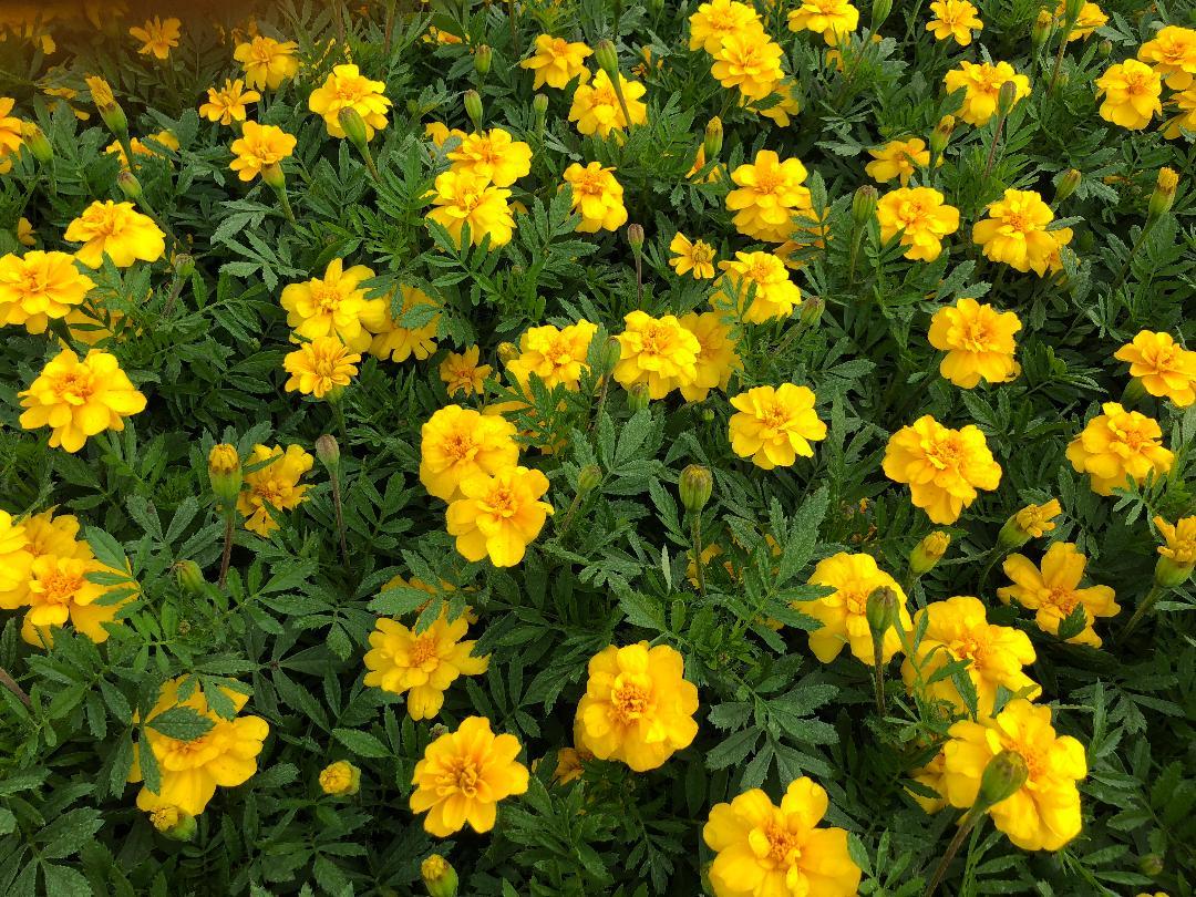 Marigold Durango Yellow - View 3 from www redcrocus com