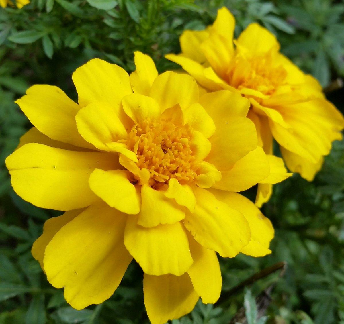 Marigold Durango Yellow - View 6 from www redcrocus com