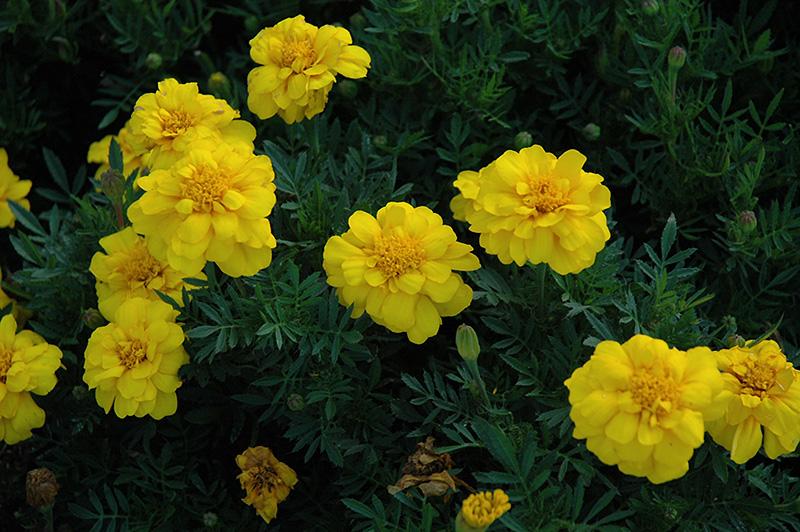 Marigold Durango Yellow - View 8 from www redcrocus com