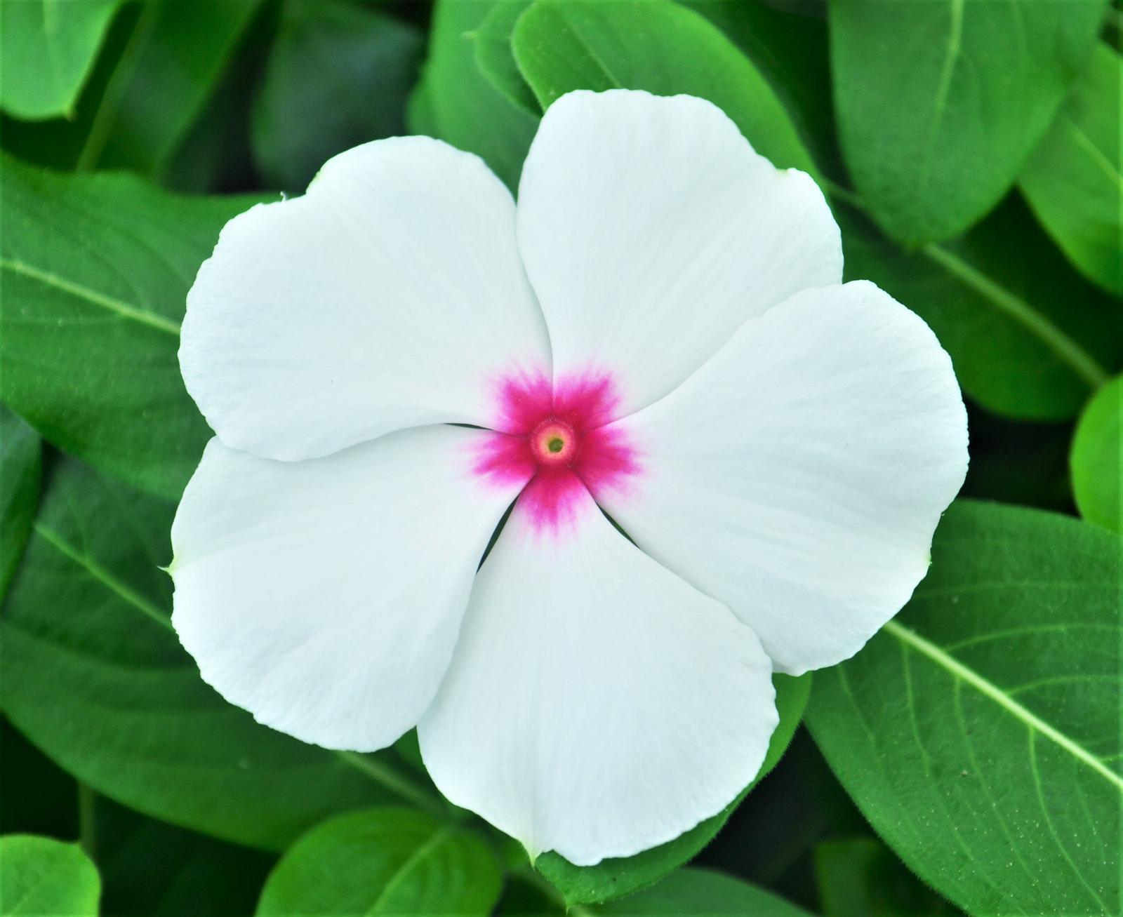 Vinca Titan Polka Dot - View 10 from www redcrocus com