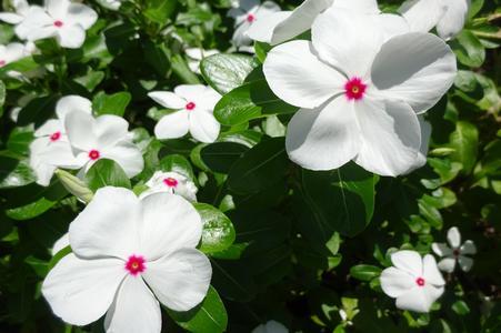 Vinca Titan Polka Dot - View 11 from www redcrocus com