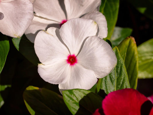 Vinca Titan Polka Dot - View 1 from www redcrocus com