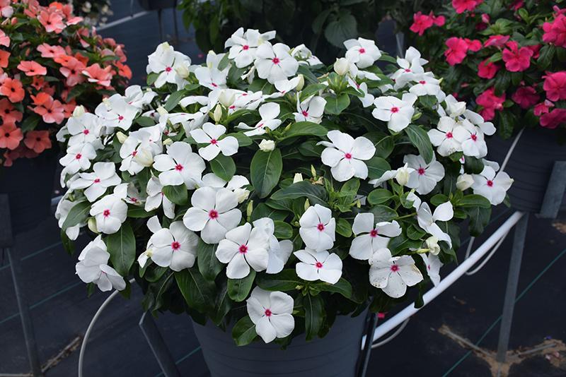 Vinca Titan Polka Dot - View 4 from www redcrocus com