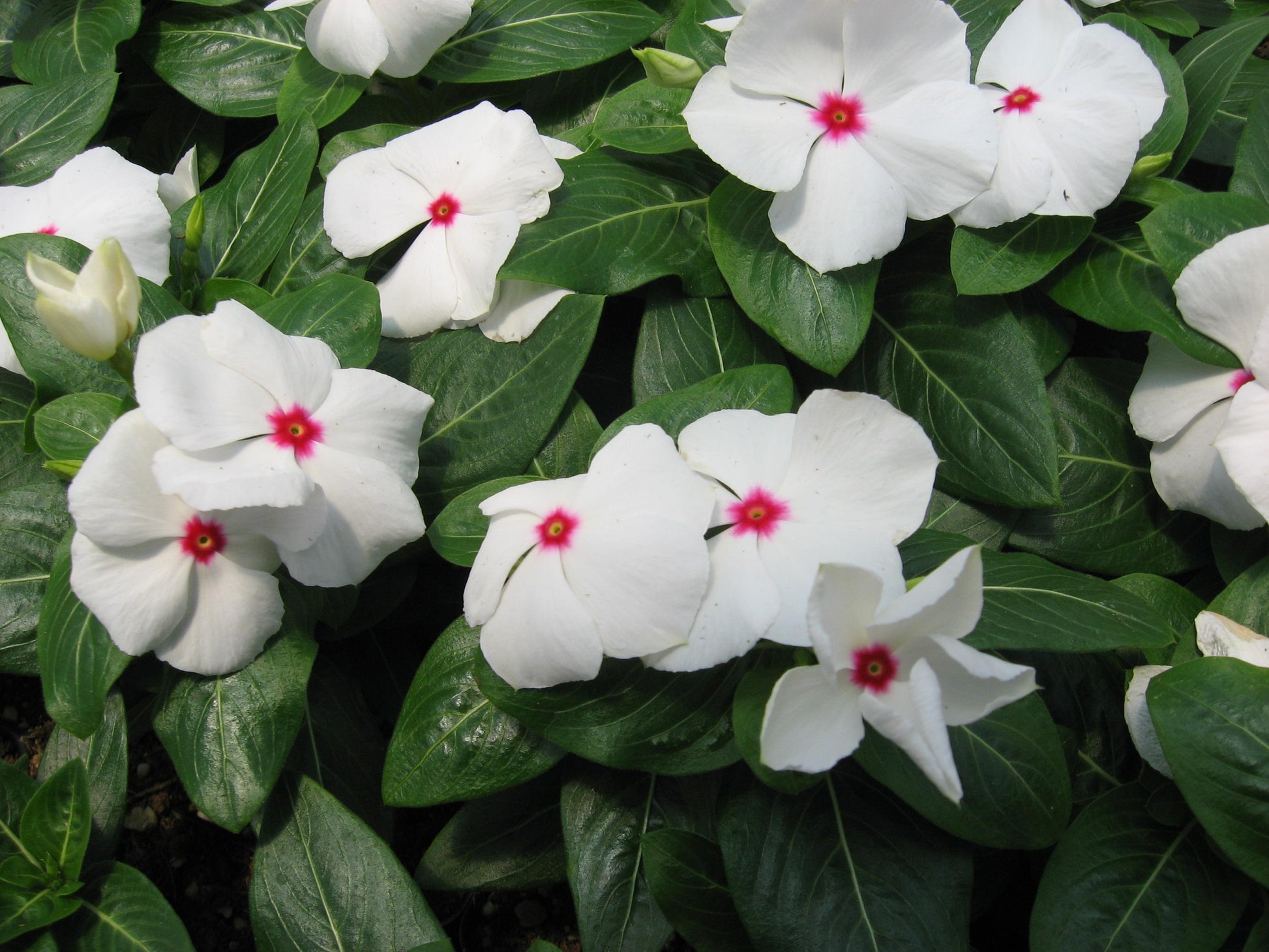 Vinca Titan Polka Dot - View 5 from www redcrocus com